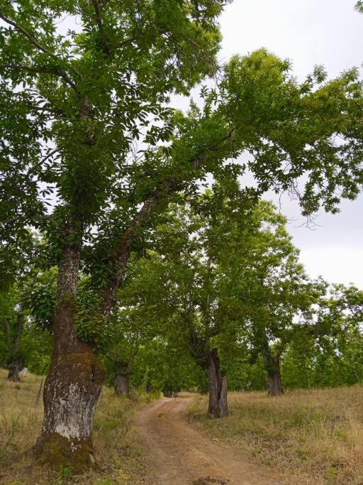 Vivienda Rural Sentirte 2 Centro De Aracenaアパートメント エクステリア 写真